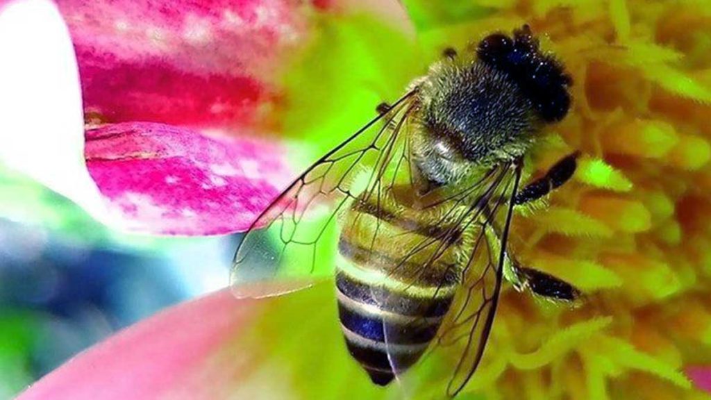 Bee