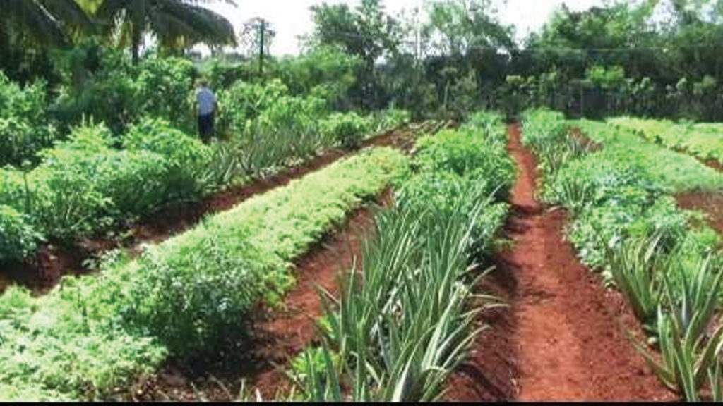Urban_Garden